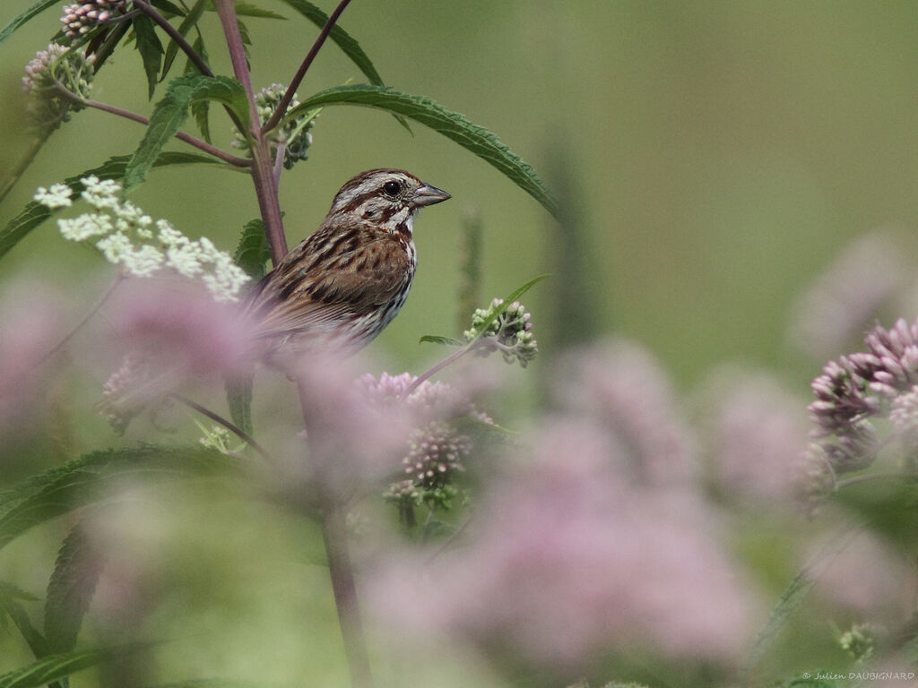 Bruant chanteuradulte