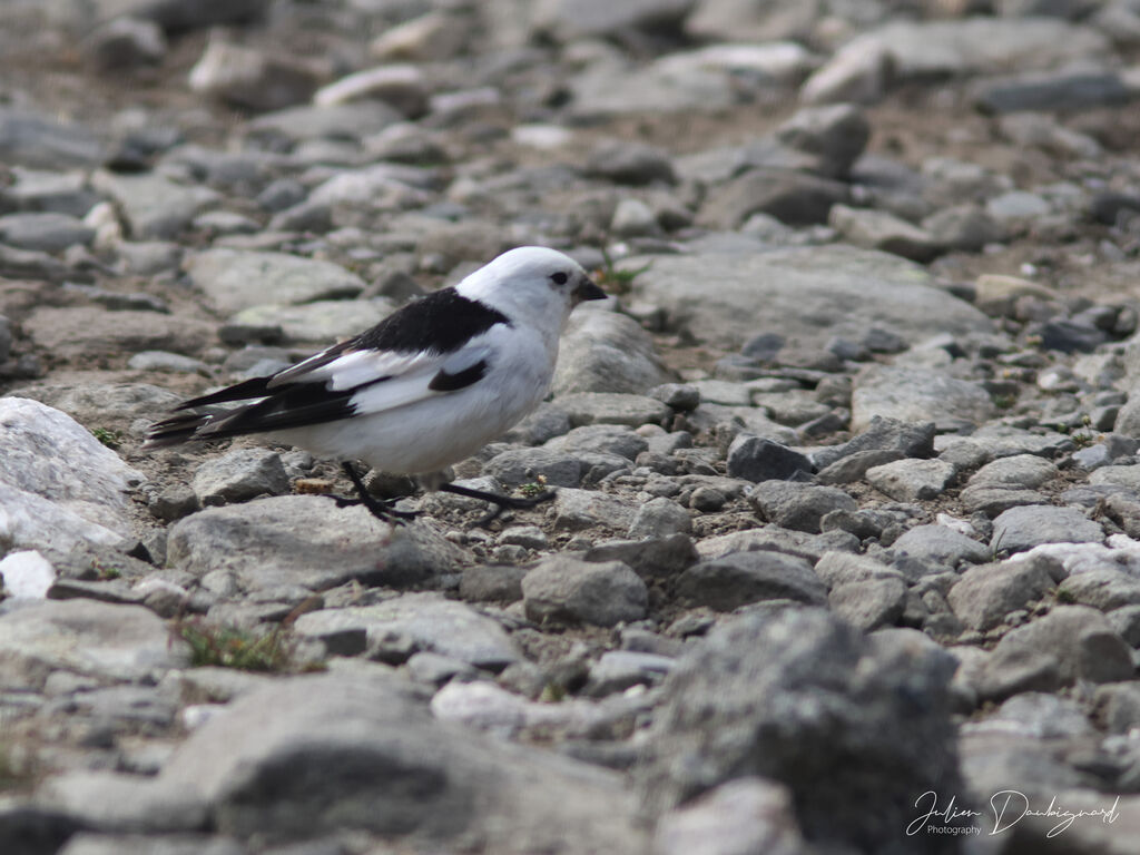 Bruant des neiges, identification