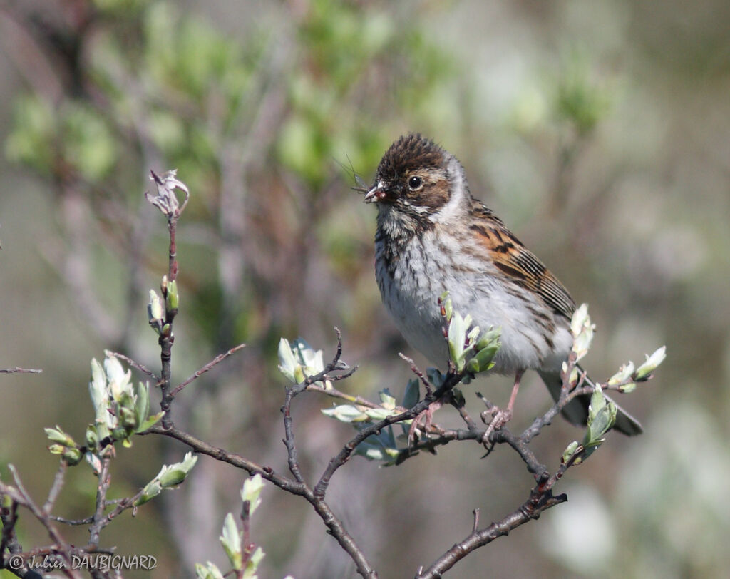 Bruant des roseaux femelle, identification