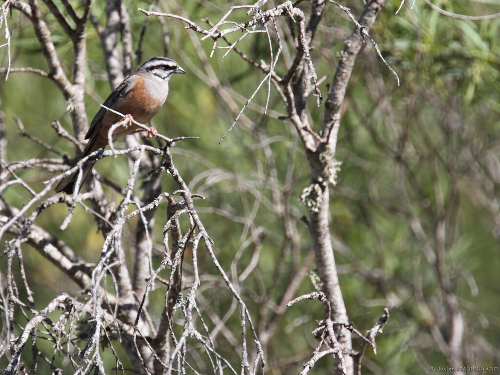 Bruant fou, identification