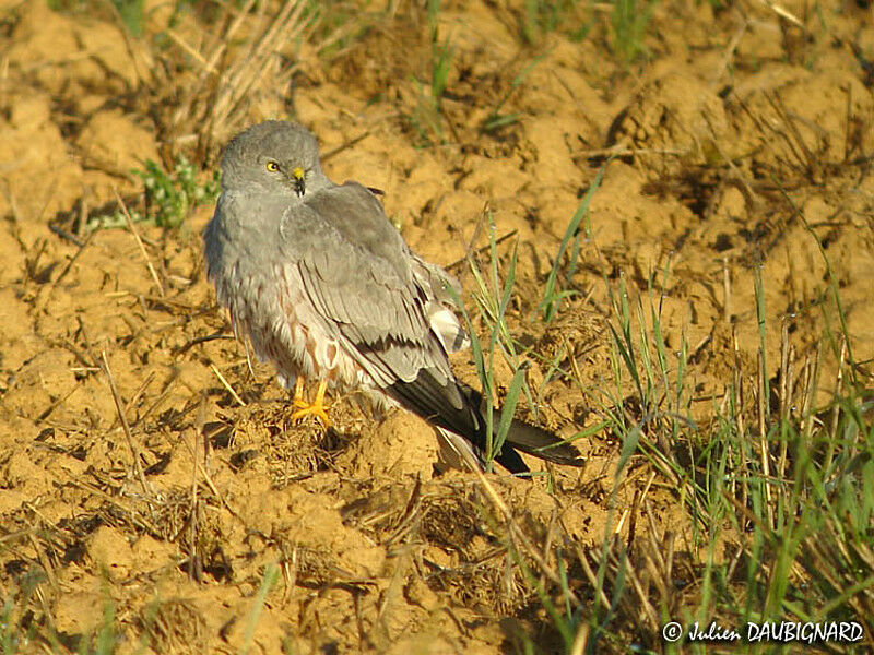 Montagu's Harrier male adult