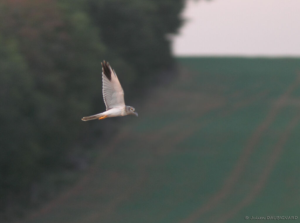 Pallid Harrier male Third  year, Flight