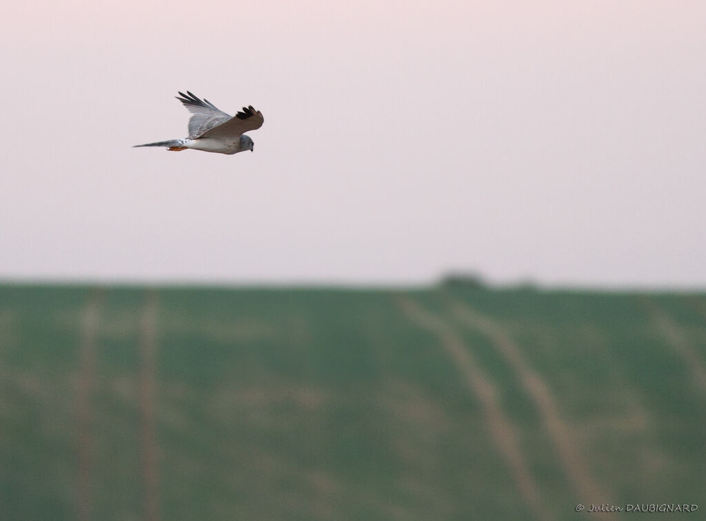 Pallid Harrier male Third  year, Flight