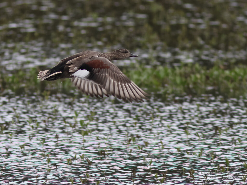 Canard chipeau mâle adulte, Vol