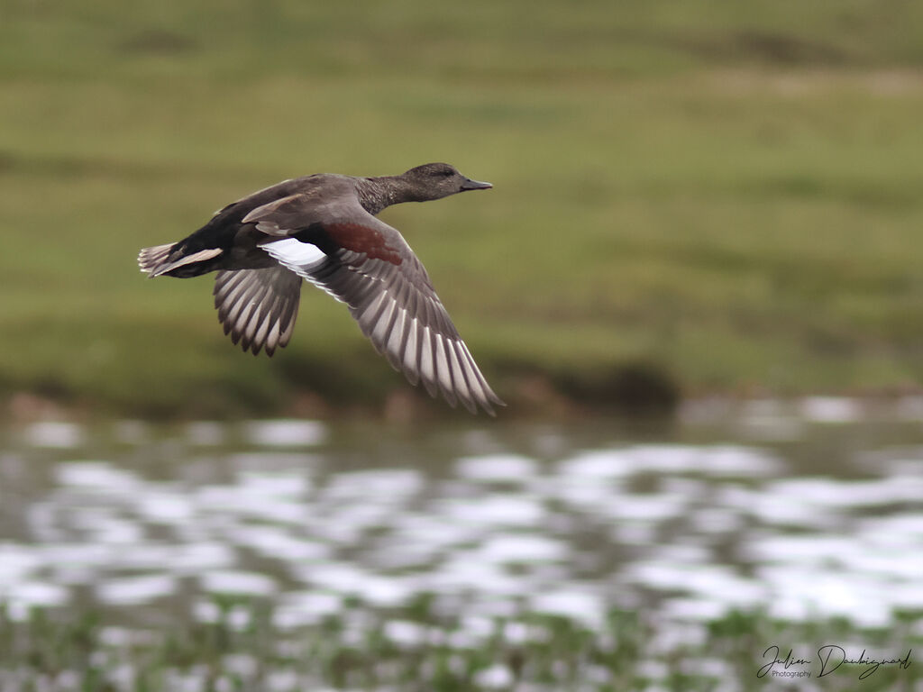 Canard chipeauadulte, Vol