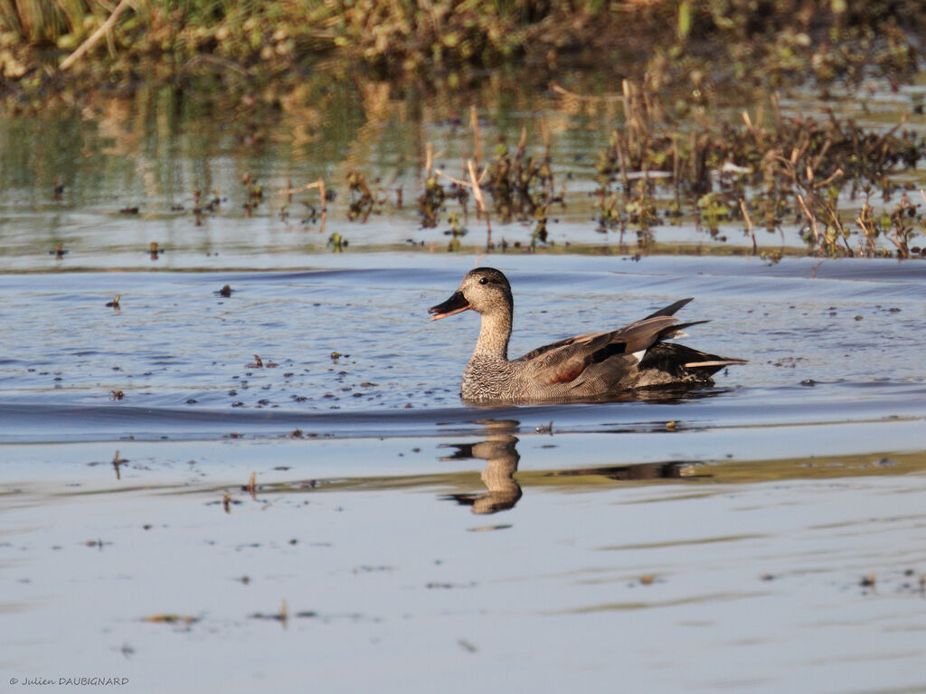 Canard chipeau mâle