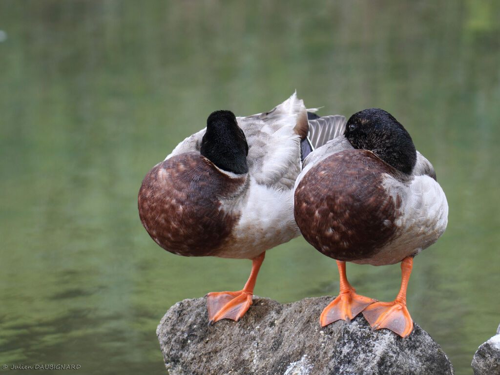 Canard colvertadulte