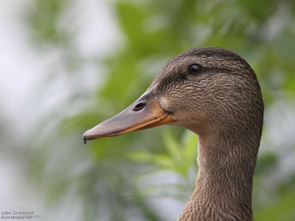 Canard colvert femelle adulte, portrait