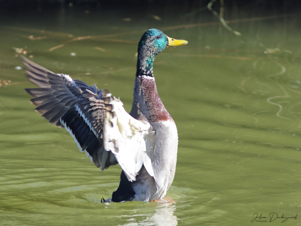 Canard colvert mâle adulte, identification