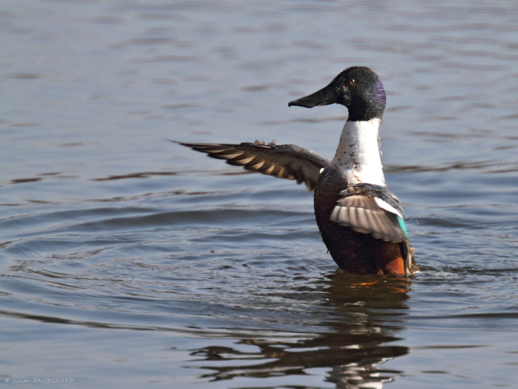 Canard souchet mâle adulte, identification
