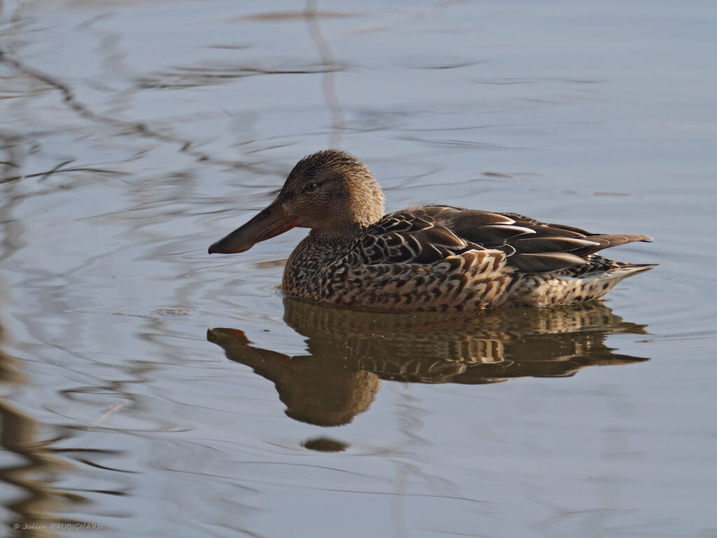 Canard souchet femelle adulte, identification