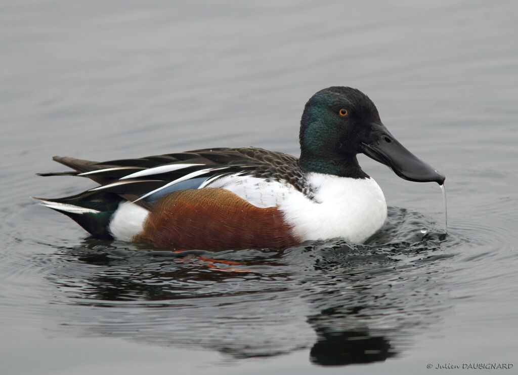 Canard souchet mâle adulte, identification