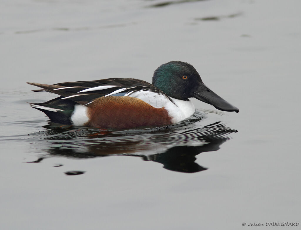 Canard souchet mâle adulte, identification