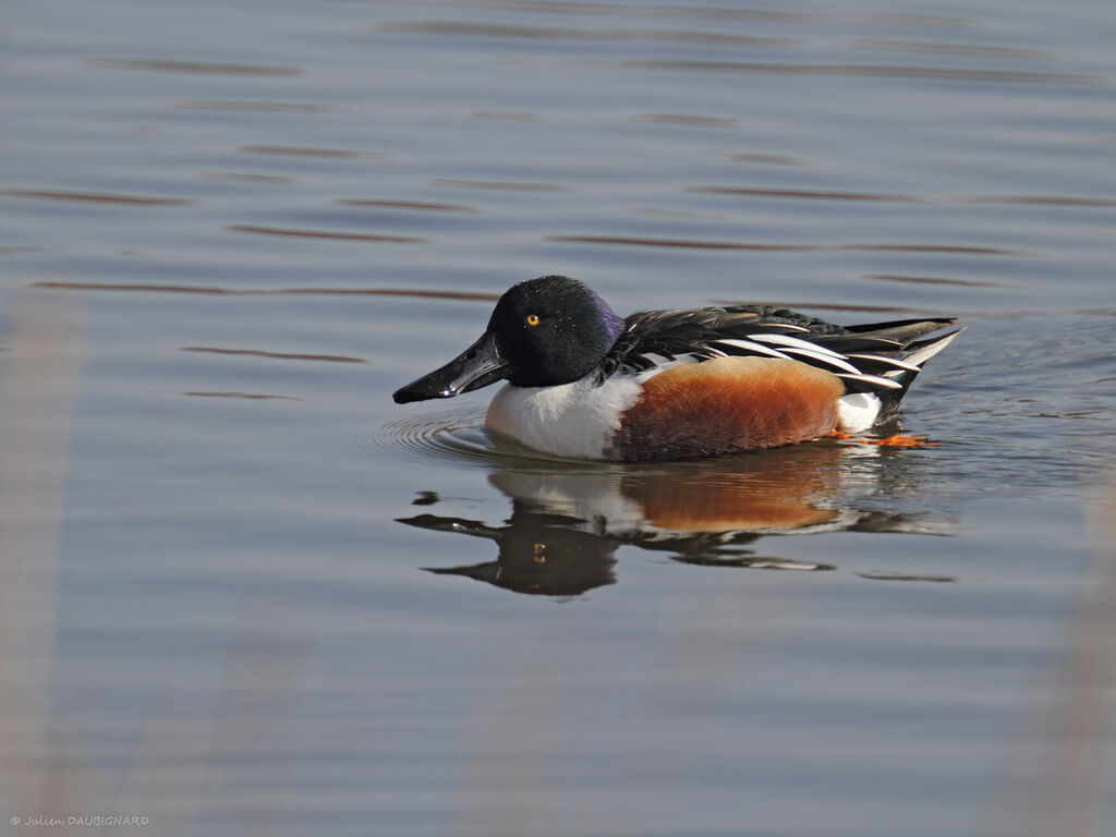 Canard souchetadulte, identification