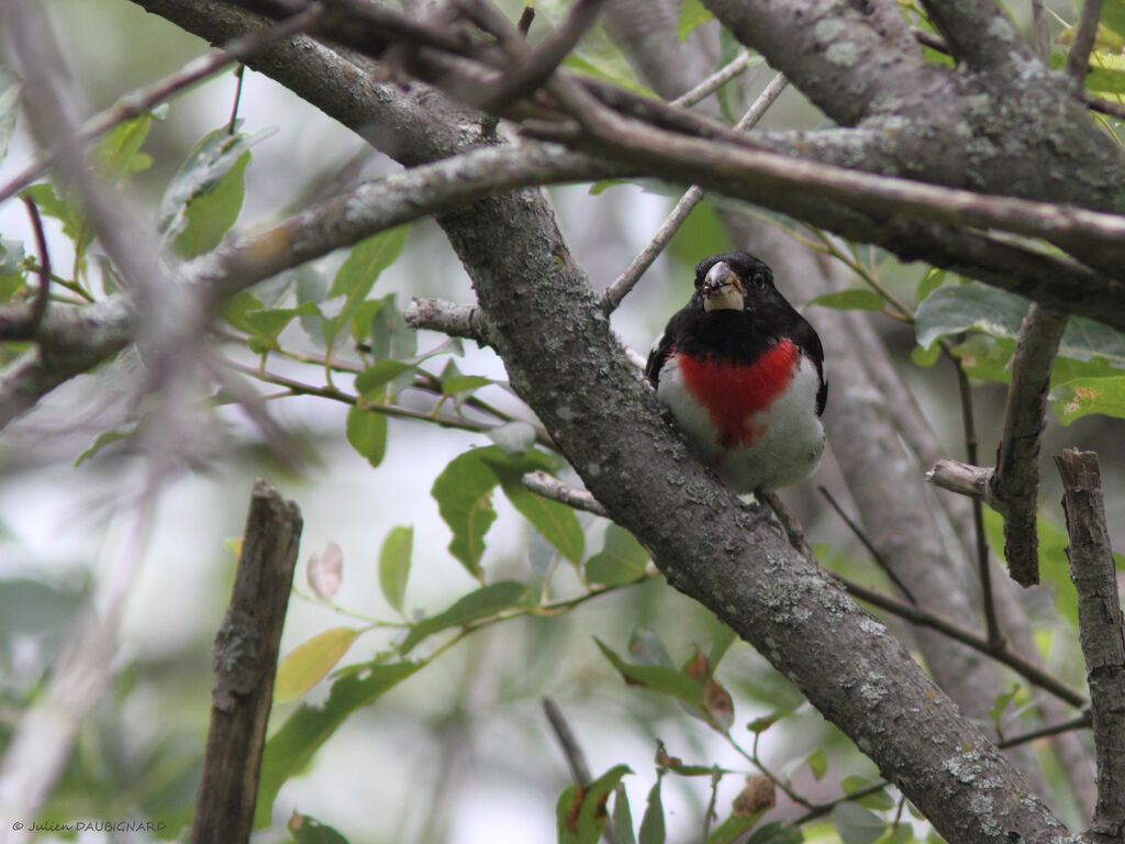 Rose-breasted Grosbeak male, identification