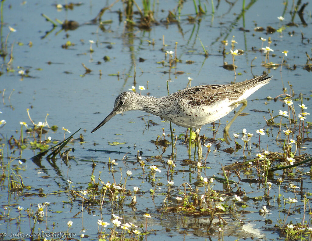 Common Greenshank, identification