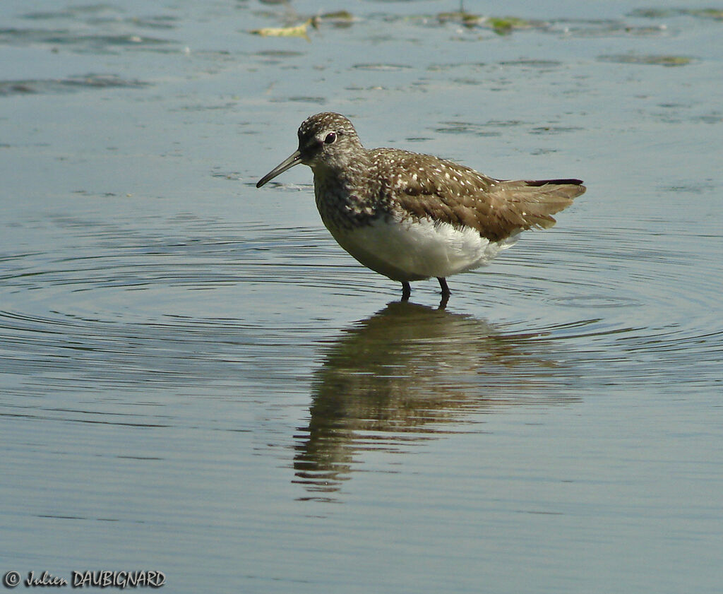 Green Sandpiper, identification