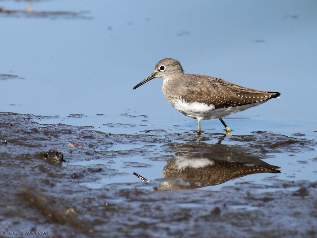 Green Sandpiper, identification