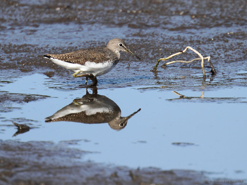 Green Sandpiper, identification