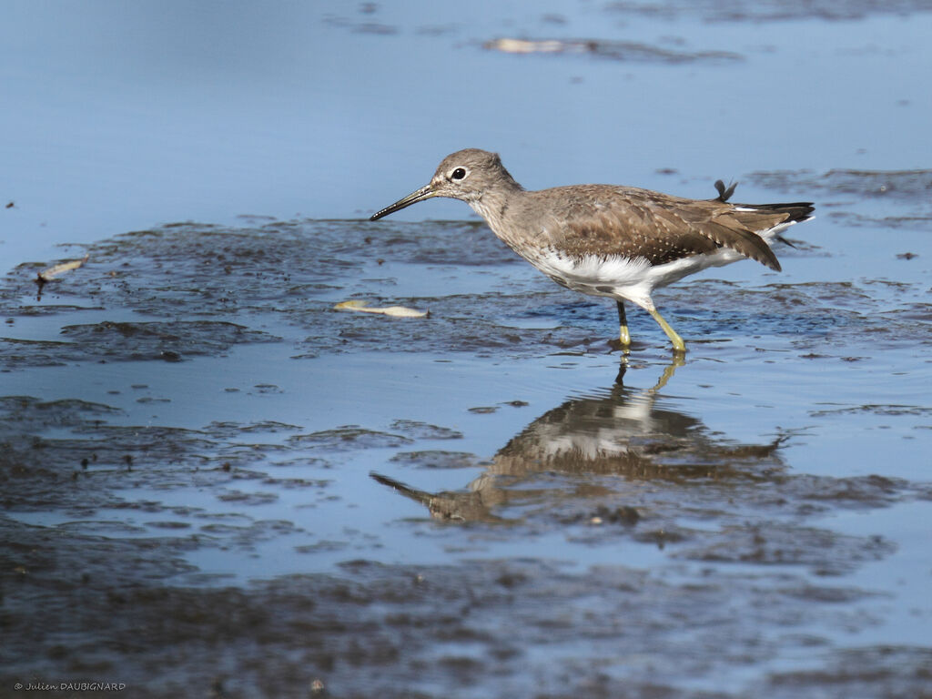 Green Sandpiper, identification