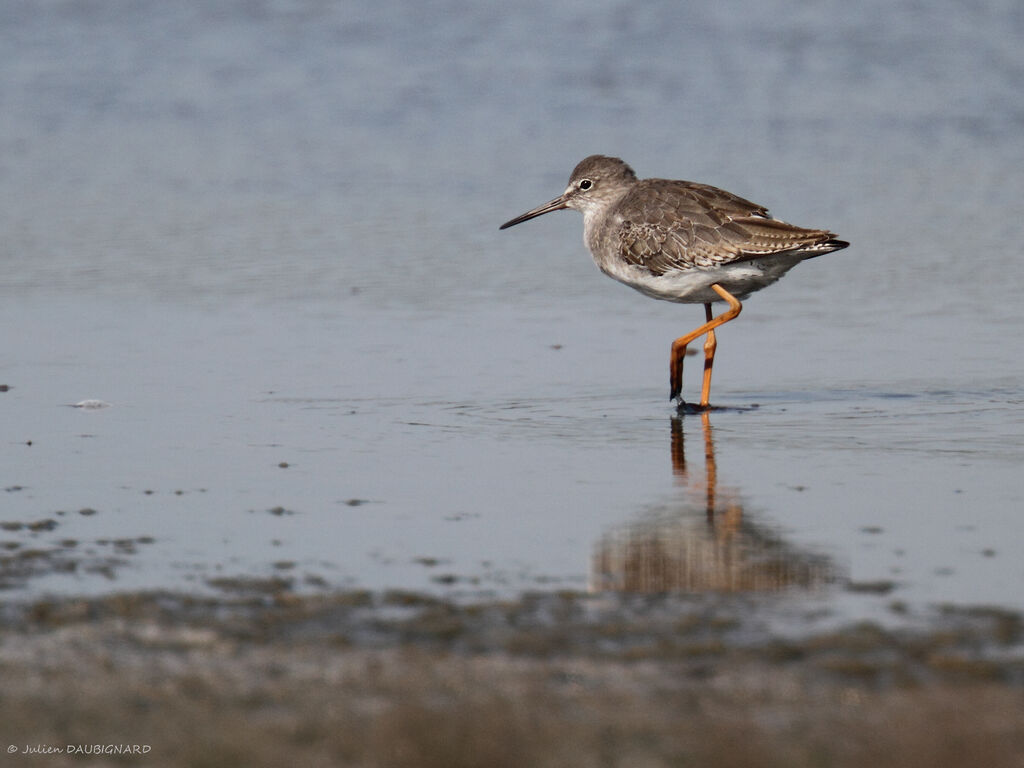 Common Redshank, identification