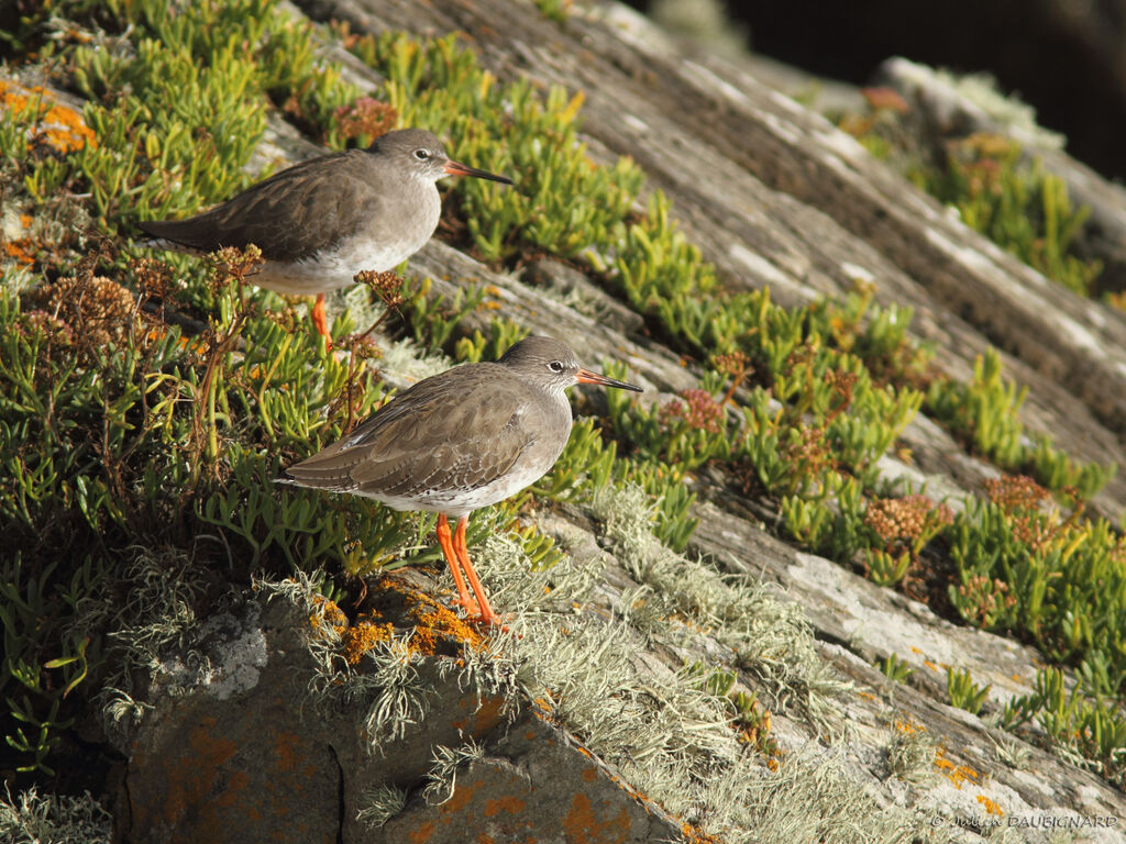 Common Redshank, identification