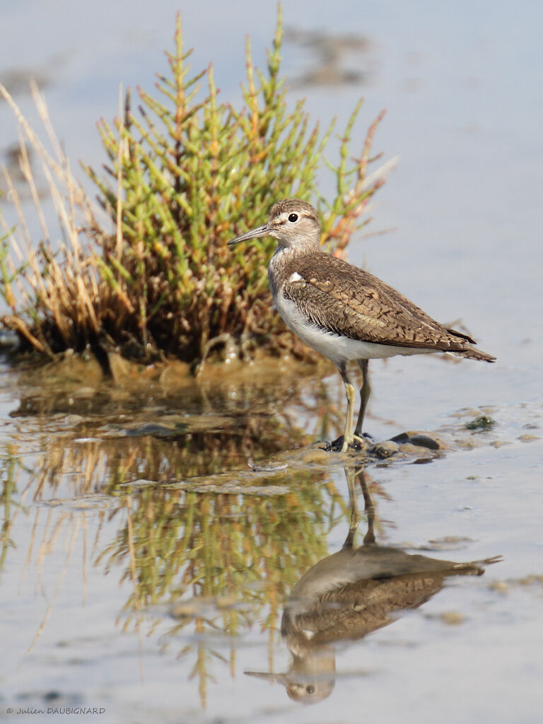 Common Sandpiper, identification