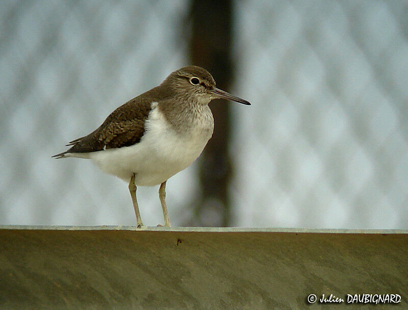 Common Sandpiper