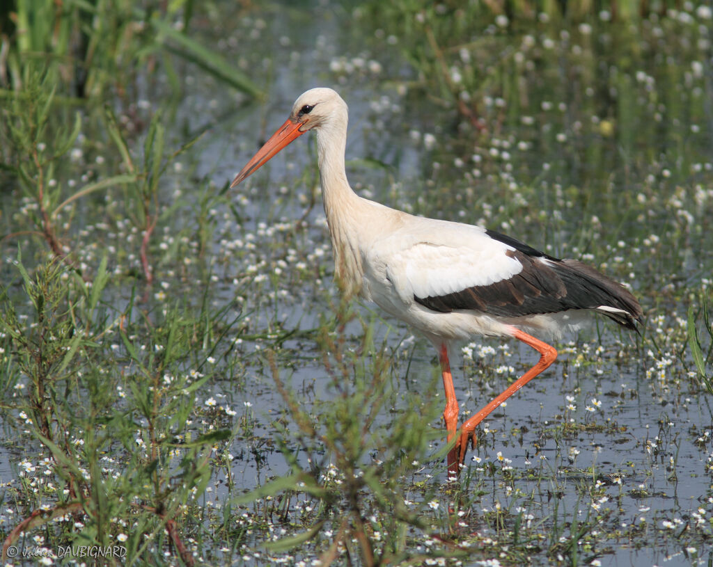 Cigogne blanche, identification