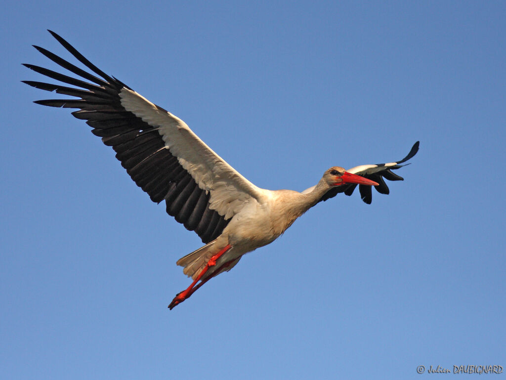White Stork, Flight