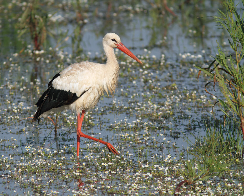 White Stork, identification