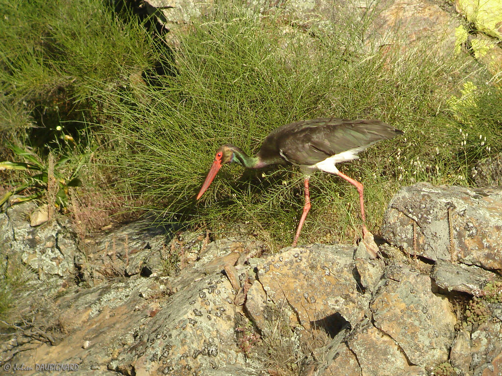 Black Stork, identification