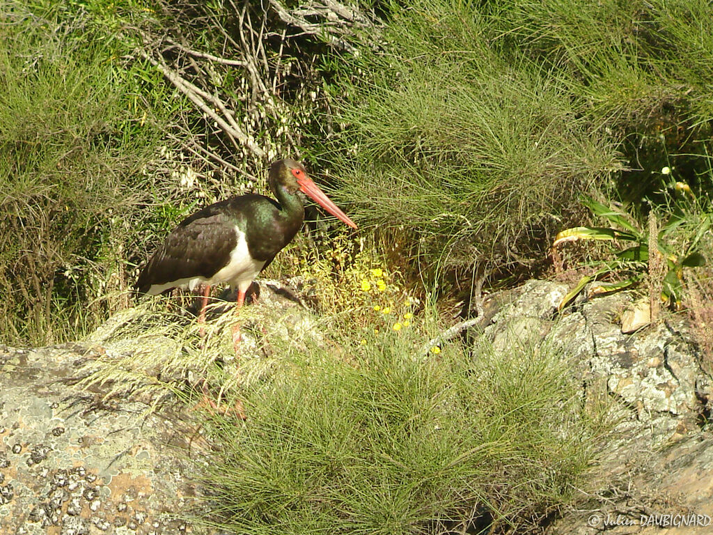 Black Stork, identification
