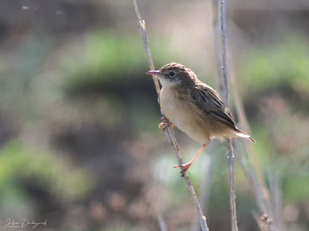 Cisticole des joncs