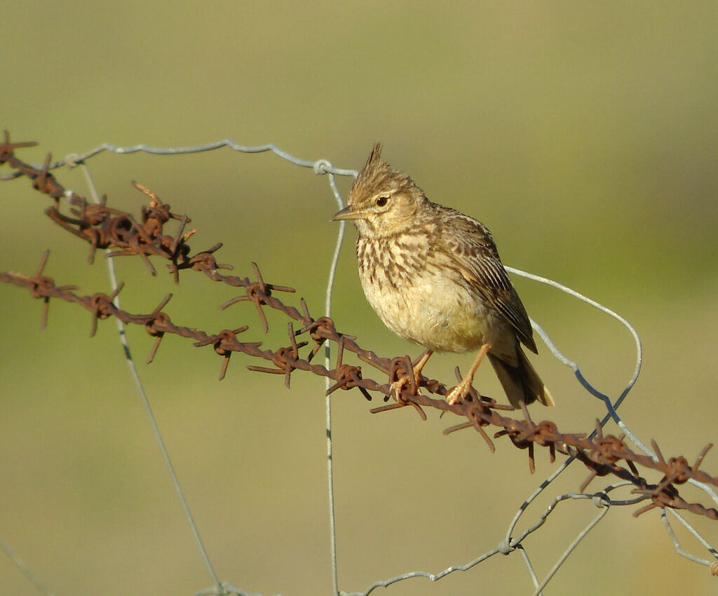 Cochevis de Thékla, identification