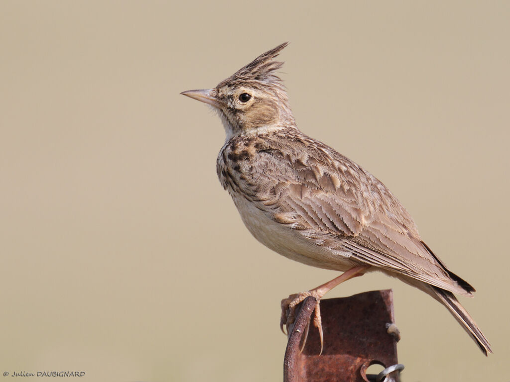 Cochevis de Thékla, identification