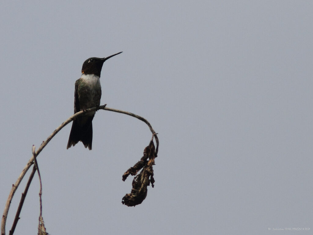 Colibri à gorge rubis, identification