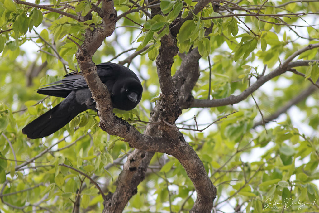 Large-billed Crow