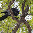 Corbeau à gros bec