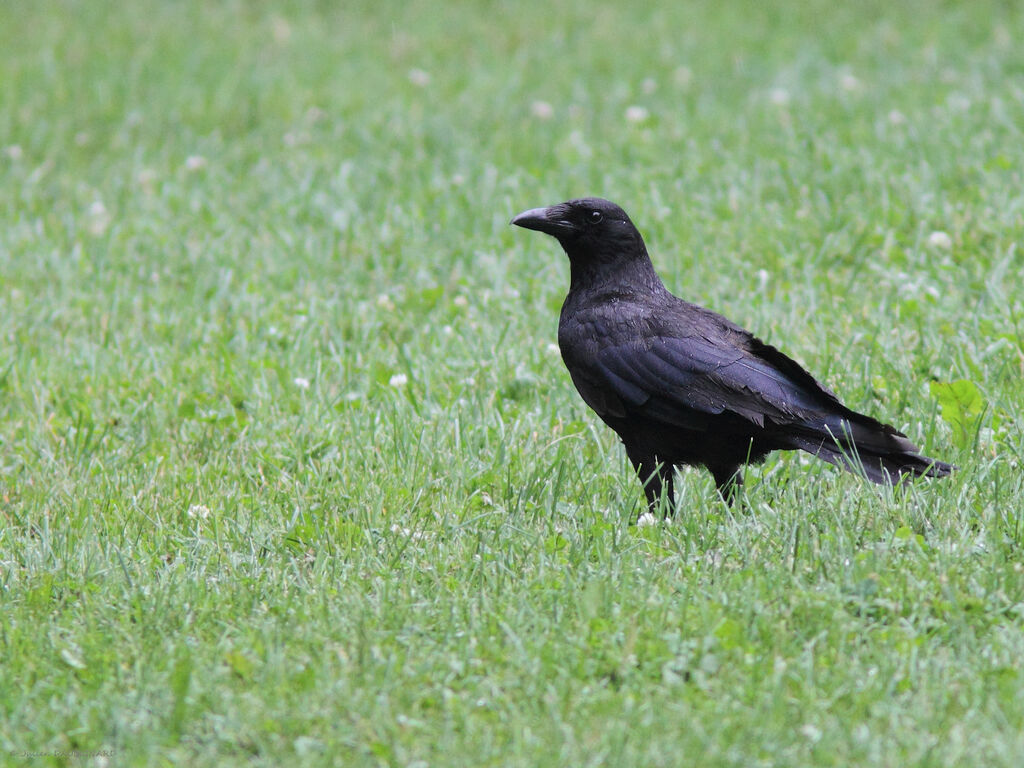 American Crow, identification