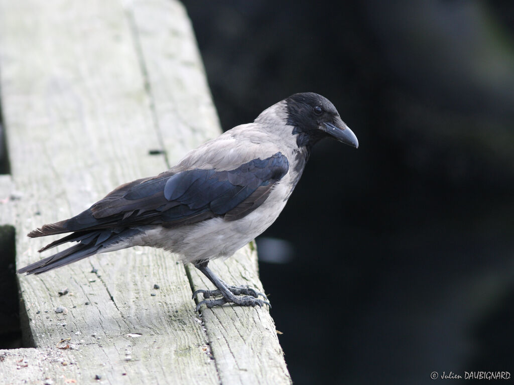 Corneille mantelée, identification