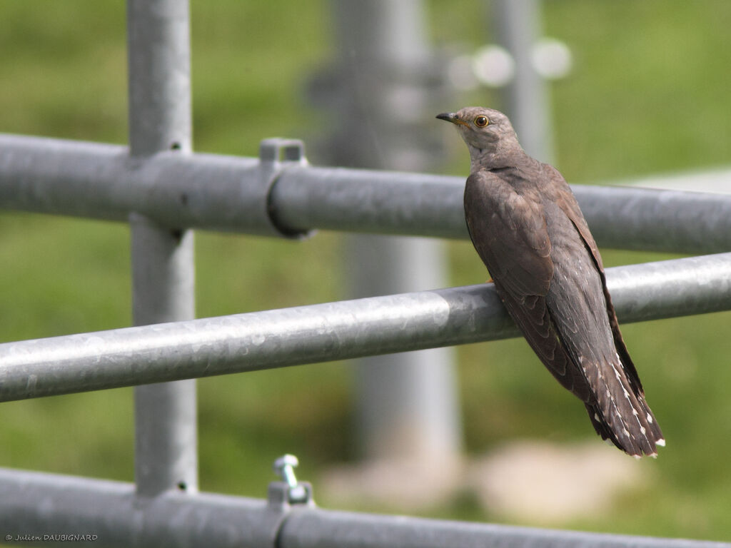Common Cuckoo, identification