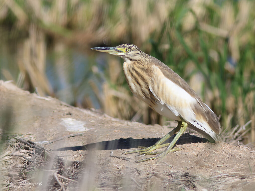 Crabier chevelu, identification