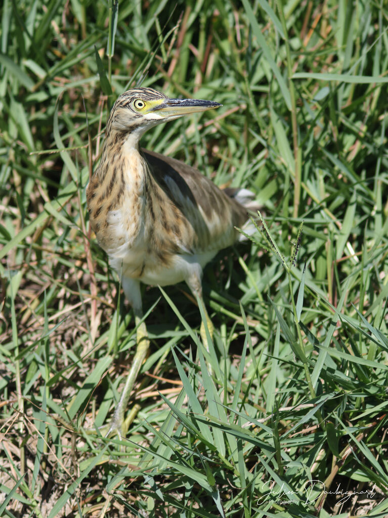 Crabier chevelu, identification