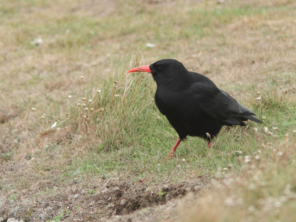 Crave à bec rouge, identification