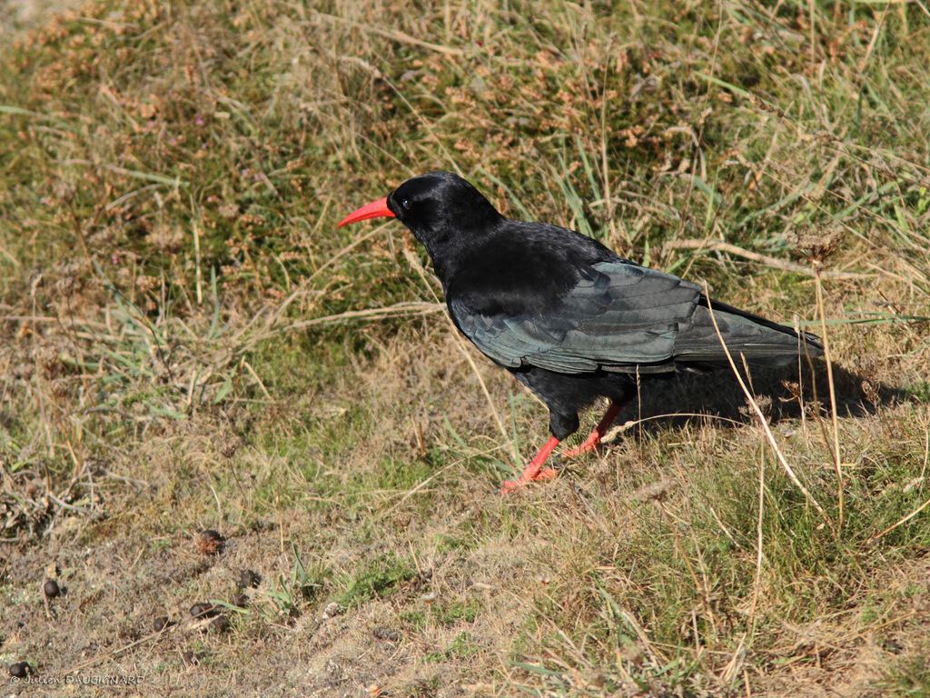 Crave à bec rouge, identification