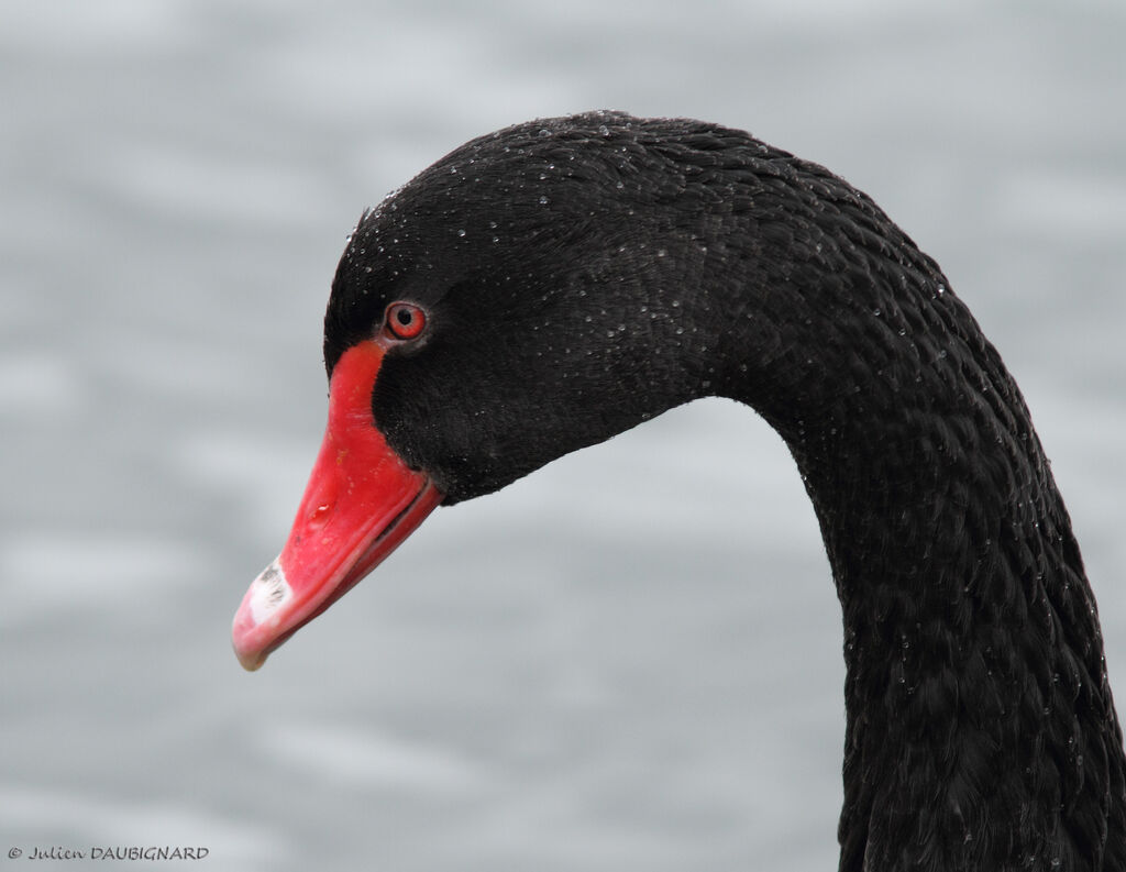 Cygne noir, identification