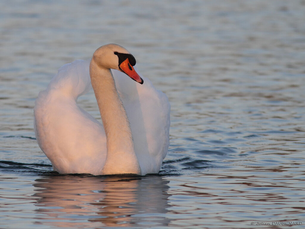 Cygne tuberculé, identification