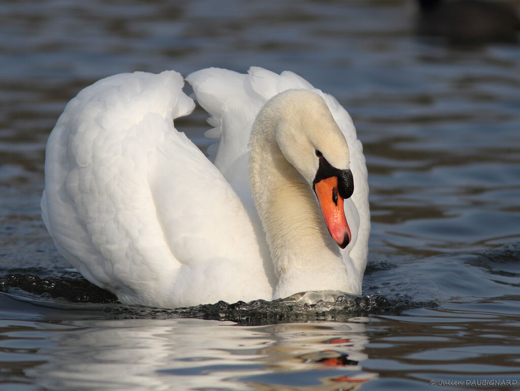 Cygne tuberculé mâle adulte, identification