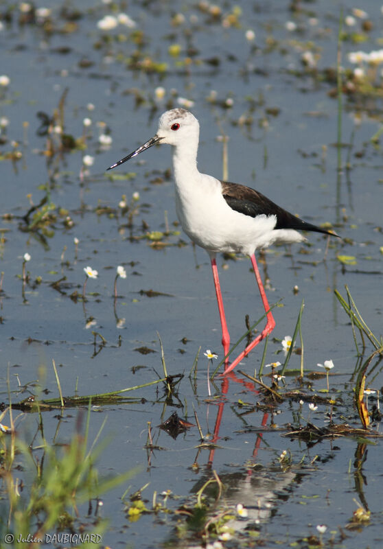 Black-winged Stilt, identification